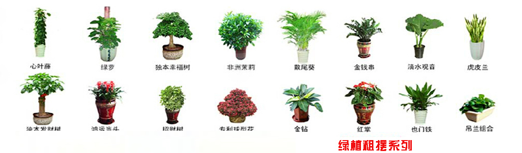 大連綠植租賃